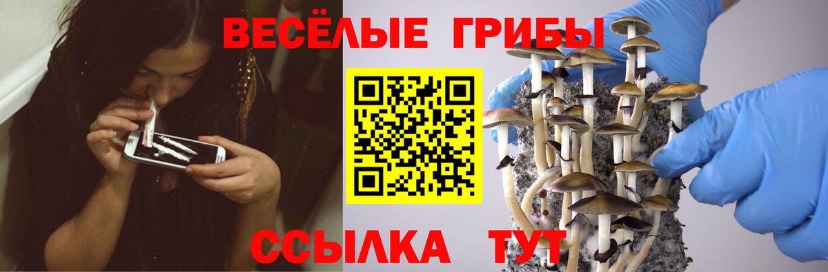 Псилоцибиновые грибы Psilocybine cubensis Набережные Челны